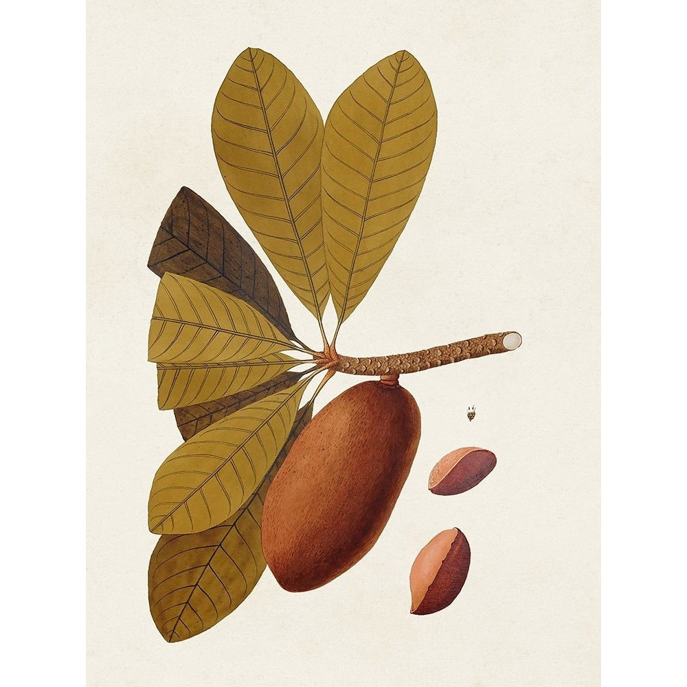 Exotic Botanicals IV Poster Print - Unknown-VARPDX189252Z Image 1