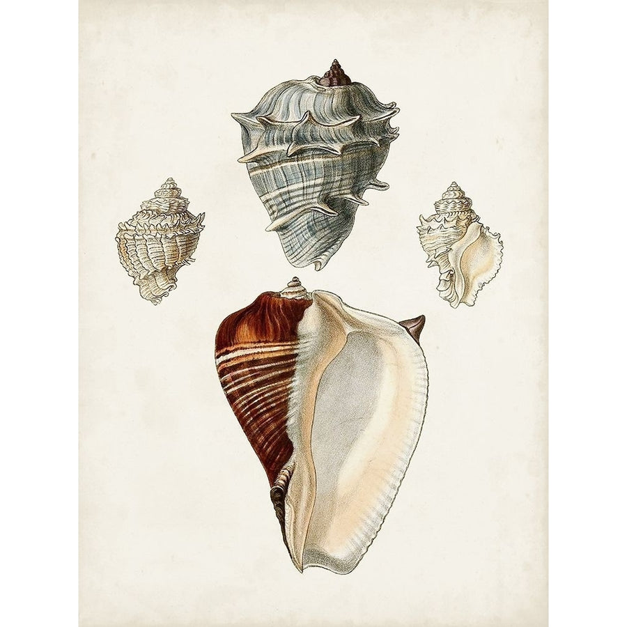 Sowerby Shells II Poster Print - James Sowerby-VARPDX189258Z Image 1