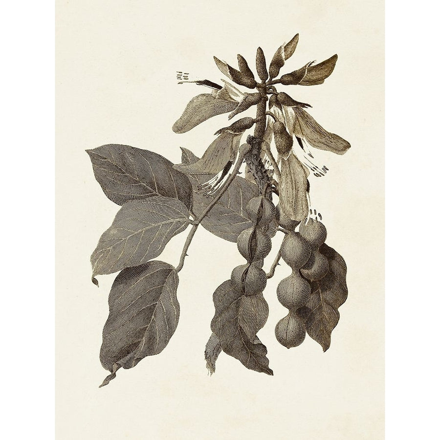 Sepia Botanicals IV Poster Print - Studio Vision-VARPDX189269Z Image 1