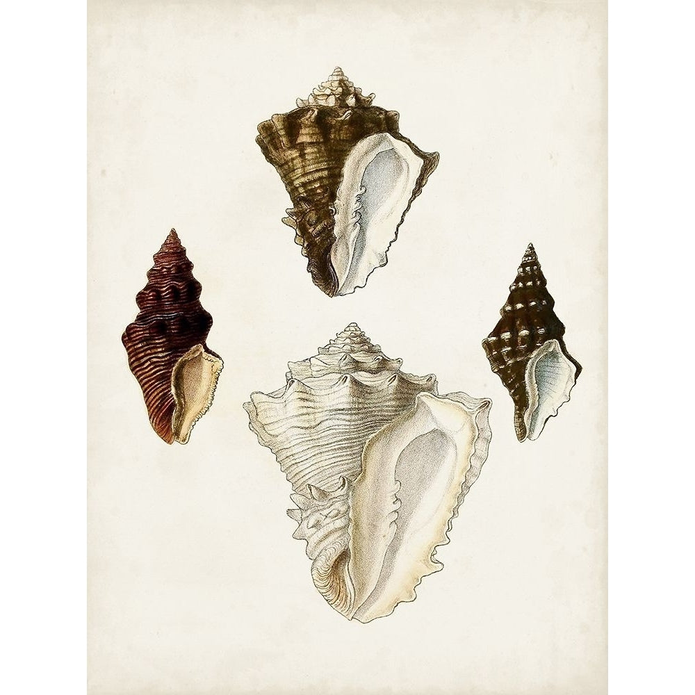 Sowerby Shells V Poster Print - James Sowerby-VARPDX189261Z Image 1