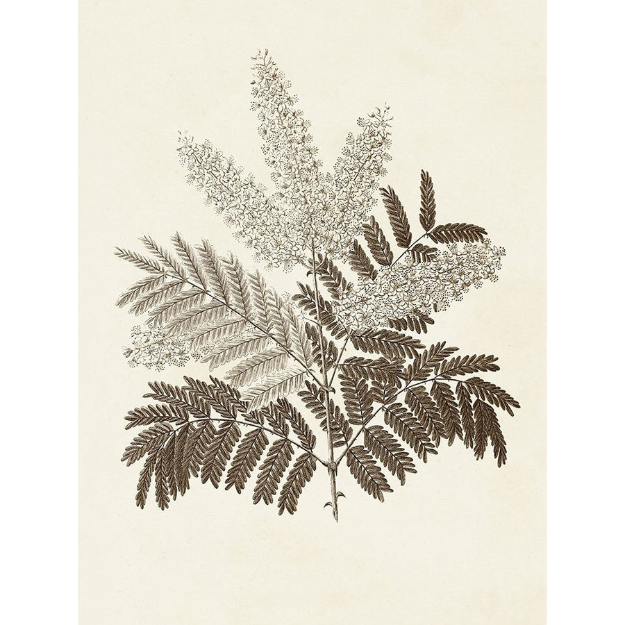 Sepia Botanicals VIII Poster Print - Studio Vision-VARPDX189273Z Image 1