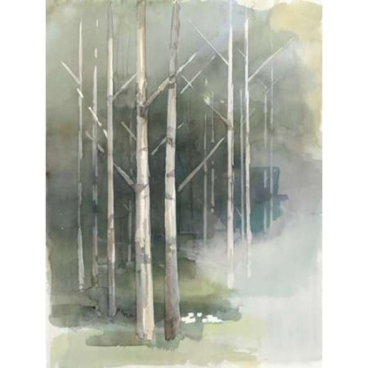 Birch Grove II Poster Print by Avery Tillmon-VARPDX18929 Image 1