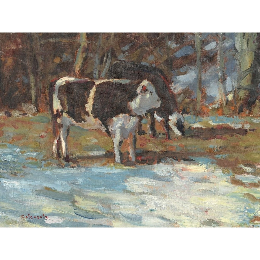 Cows Grazing-Somerset III Poster Print - Stephen Calcasola-VARPDX189350Z Image 1