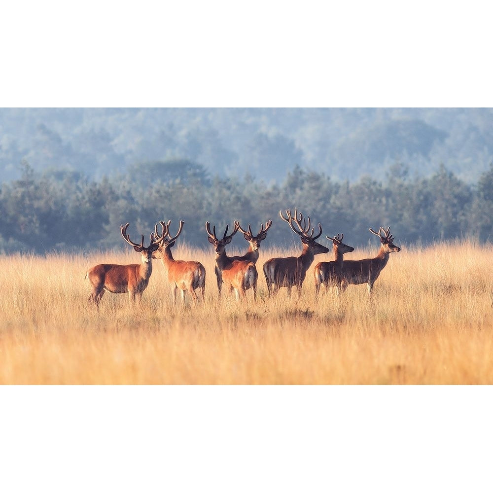 Red Deer Poster Print - den Jaap van-VARPDX1893825 Image 1