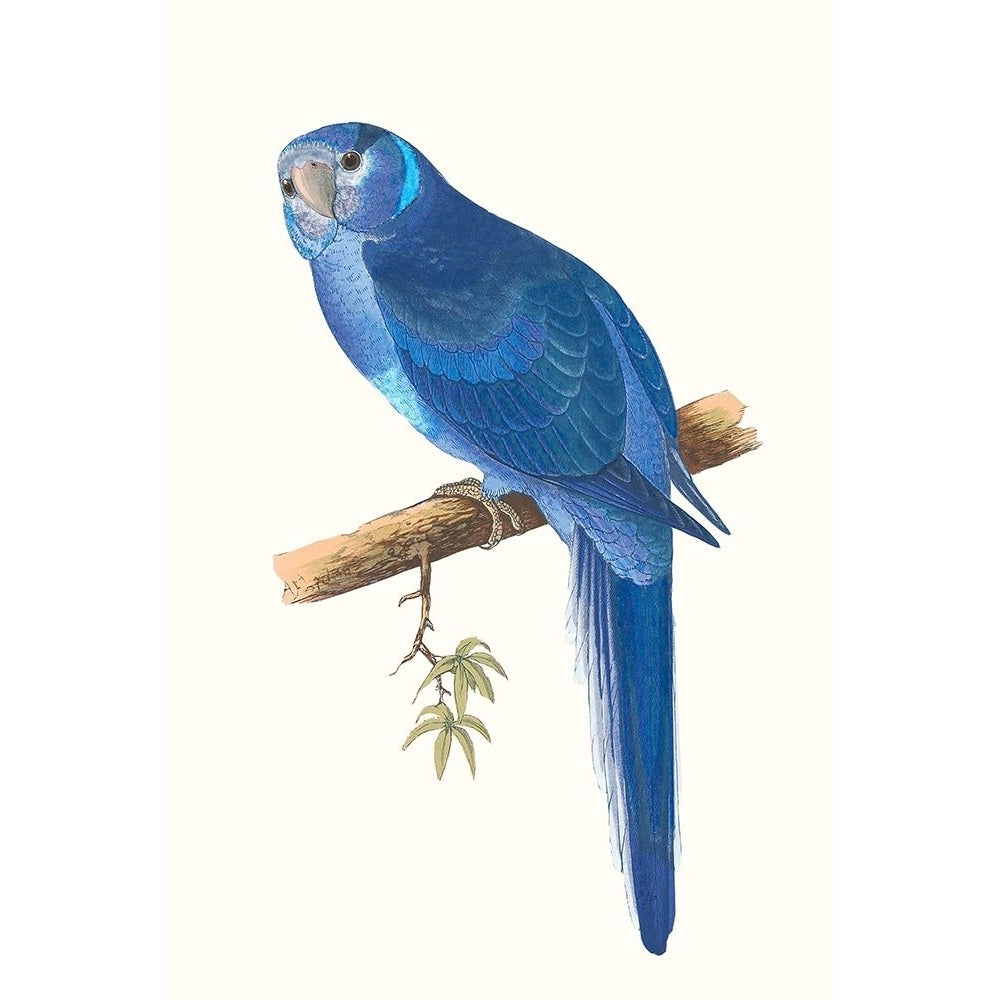 Blue Parrots II Poster Print - Studio Vision-VARPDX189384Z Image 1