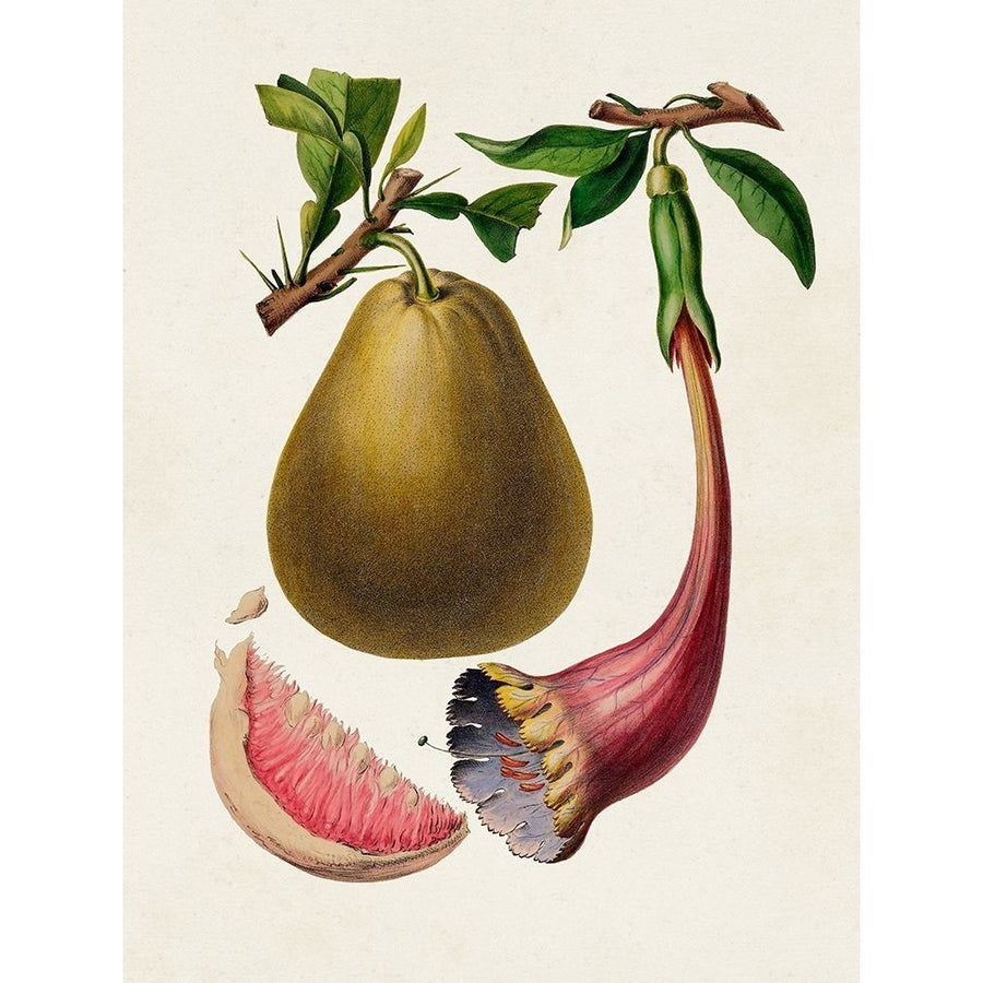 Fruit of the Tropics I Poster Print - Unknown-VARPDX189374Z Image 1