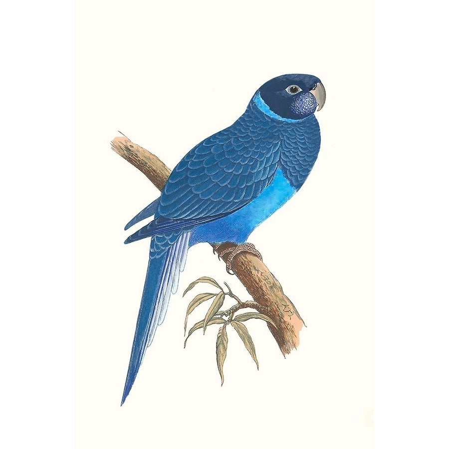 Blue Parrots I Poster Print - Studio Vision-VARPDX189383Z Image 1