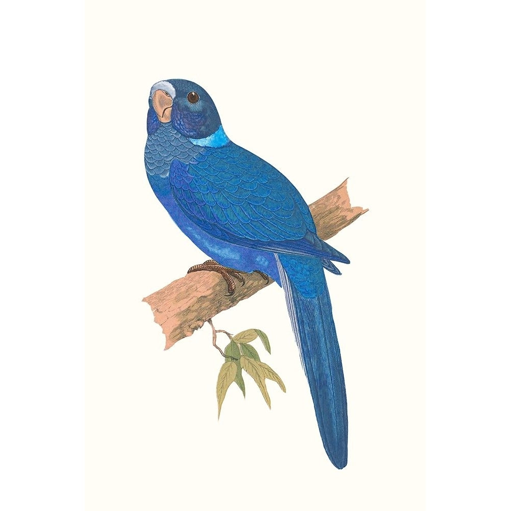 Blue Parrots IV Poster Print - Studio Vision-VARPDX189386Z Image 1