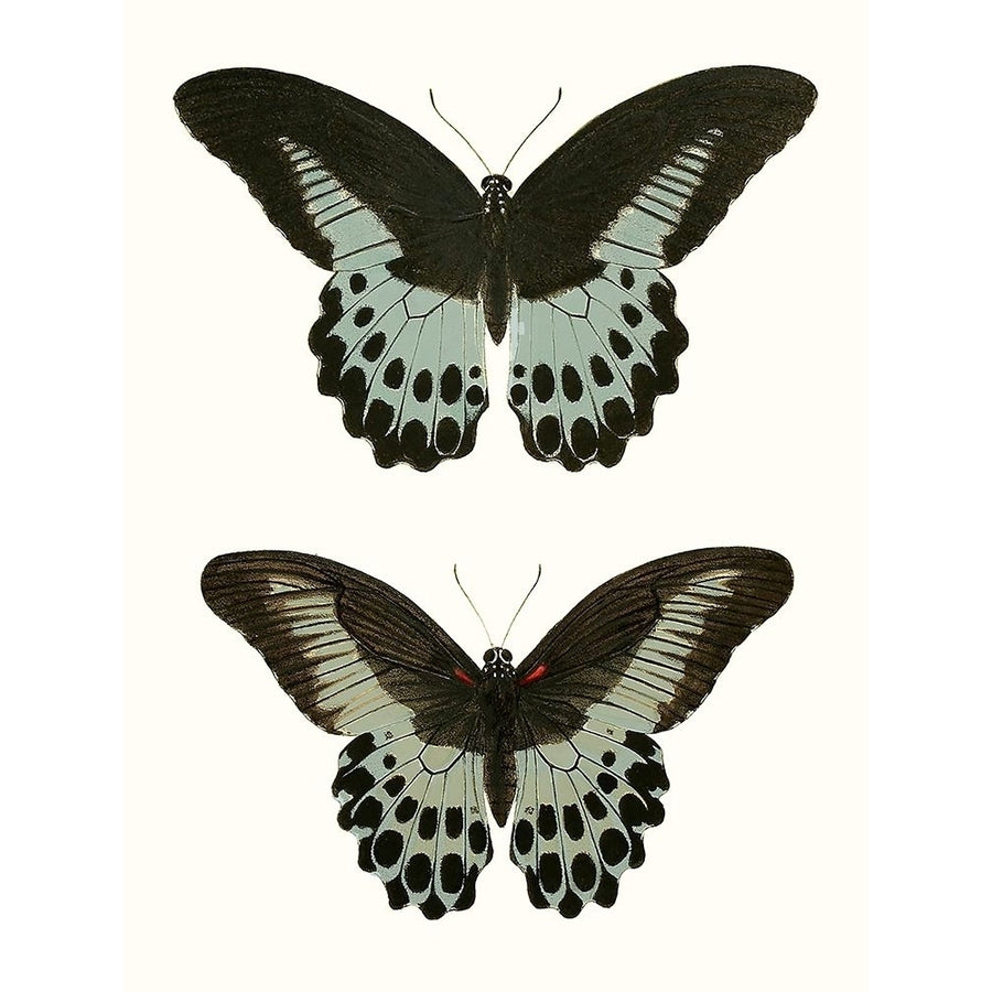 Antique Blue Butterflies II Poster Print - Studio Vision-VARPDX189390Z Image 1