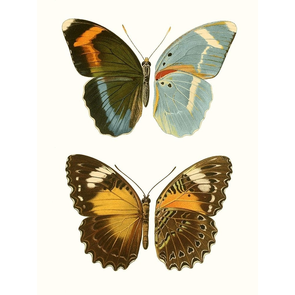 Antique Blue Butterflies III Poster Print - Studio Vision-VARPDX189391Z Image 1