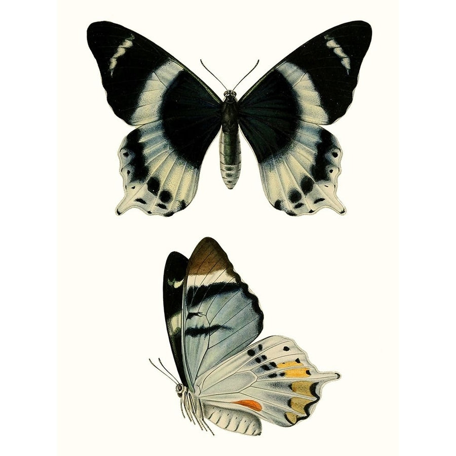 Antique Blue Butterflies I Poster Print - Studio Vision-VARPDX189389Z Image 1