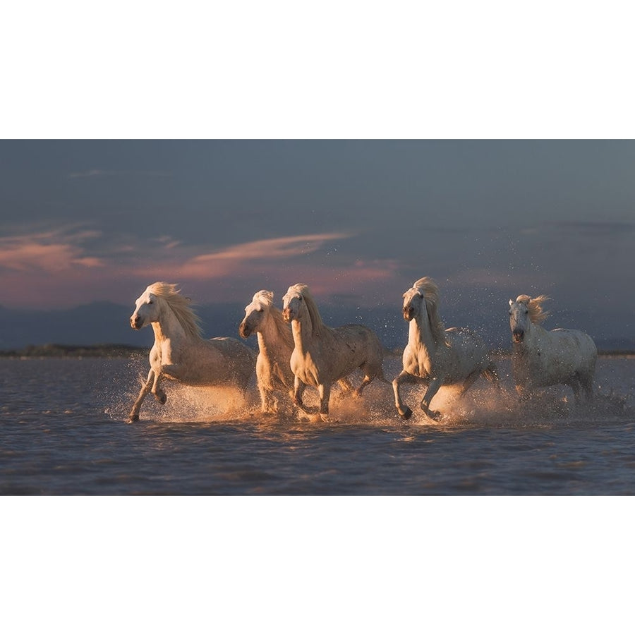 Camargue Horses On Sunset Poster Print - Rostovskiy Anton-VARPDX1894454 Image 1