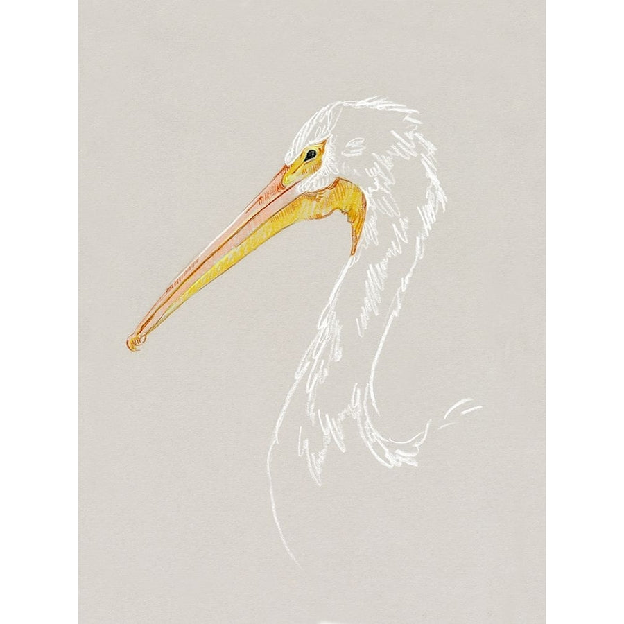 Bright Pelican Sketch I Poster Print - Emma Caroline-VARPDX189621FN Image 1