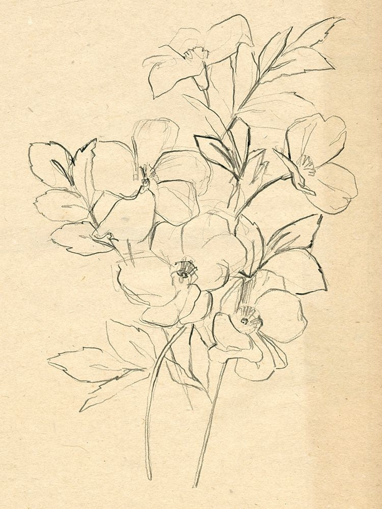 Contour Flower Sketch I Poster Print - Jennifer Paxton Parker-VARPDX189939Z Image 1