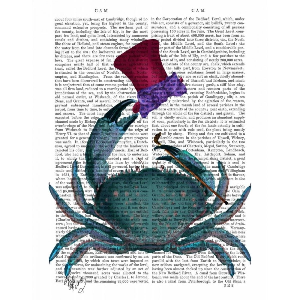 The Dandy Crab Poster Print - Funky Fab-VARPDX190013D Image 1