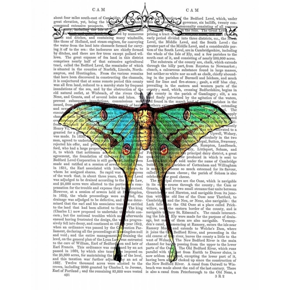 Butterfly 1 Poster Print - Funky Fab-VARPDX190116D Image 1