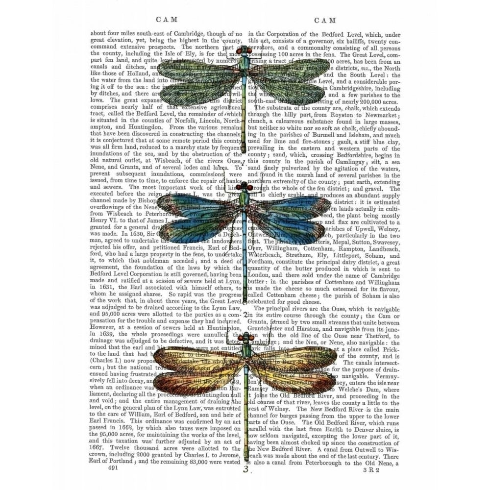 Dragonflies Print 1 Poster Print - Funky Fab-VARPDX190119D Image 1