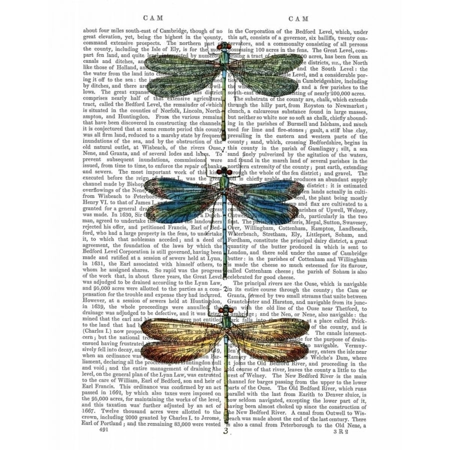 Dragonflies Print 1 Poster Print - Funky Fab-VARPDX190119D Image 1