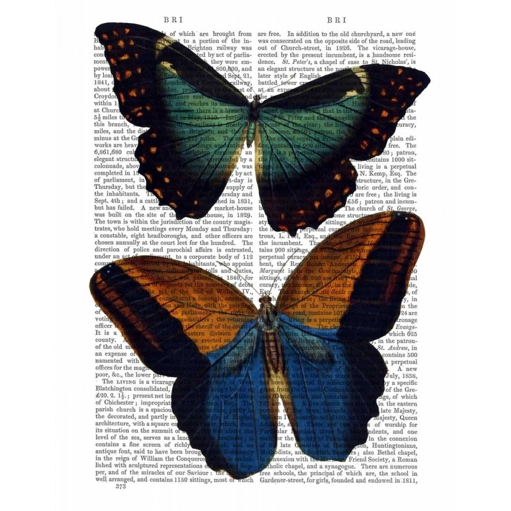 Butterflies 4 Poster Print - Funky Fab-VARPDX190129D Image 1