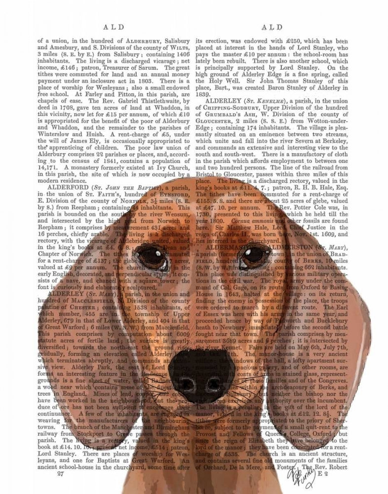 Dachshund Illustration Plain Poster Print - Funky Fab-VARPDX190215D Image 1