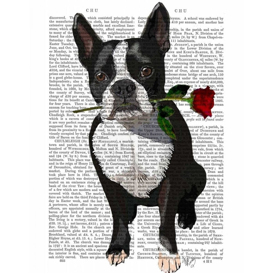 Boston Terrier with Rose in Mouth Poster Print - Funky Fab-VARPDX190339D Image 1