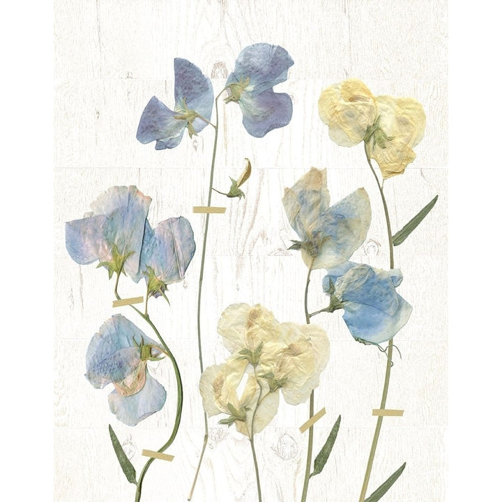 Blue Sweet Peas Ii Poster Print by Carol Robinson-VARPDX19038 Image 2