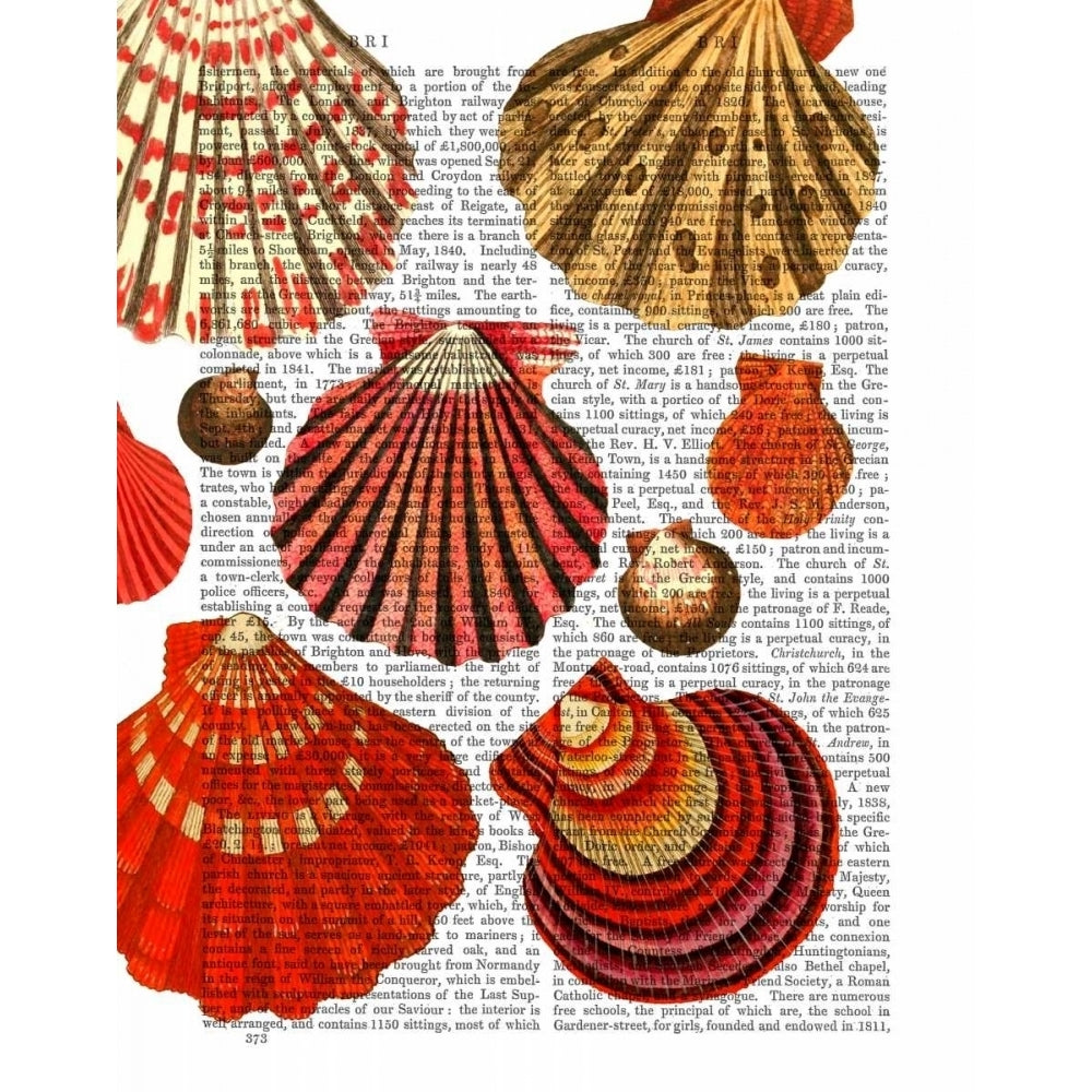 Red Clam Shells Poster Print - Funky Fab-VARPDX190419D Image 1