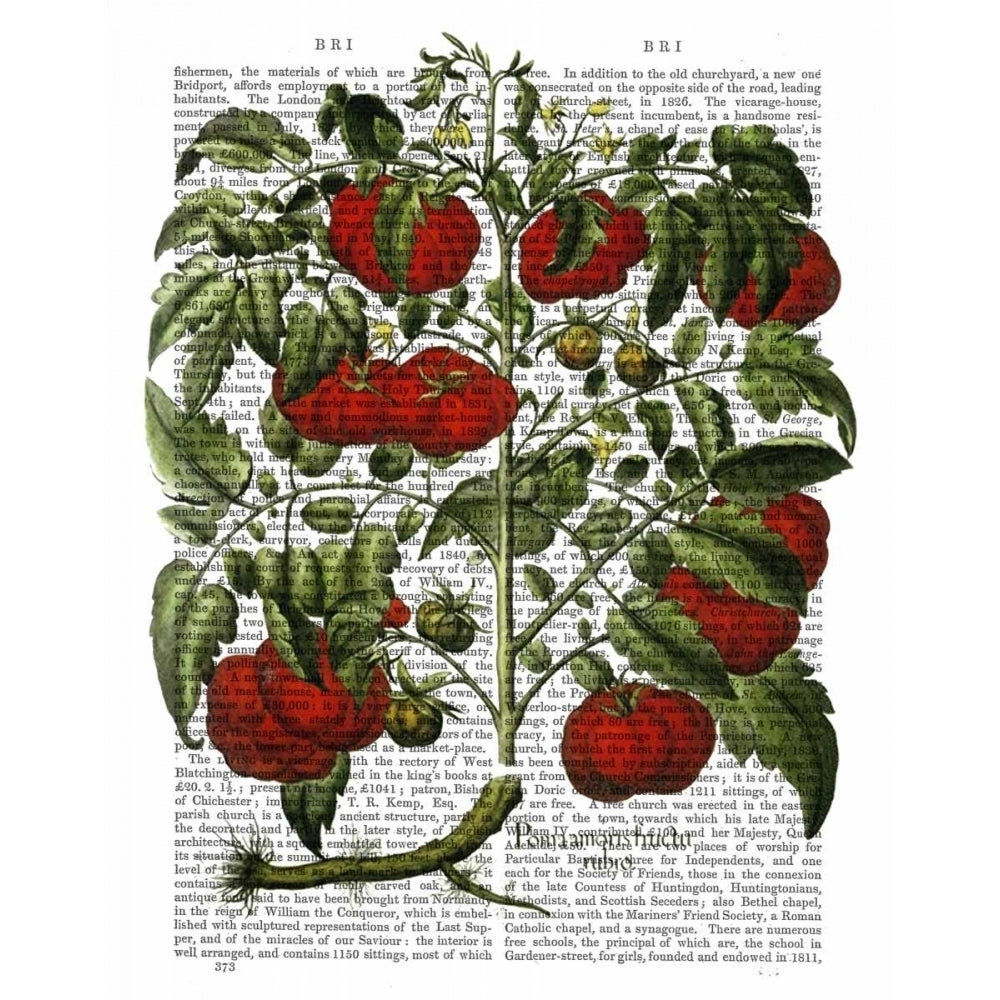 Tomato Plant Poster Print - Funky Fab-VARPDX190526D Image 1