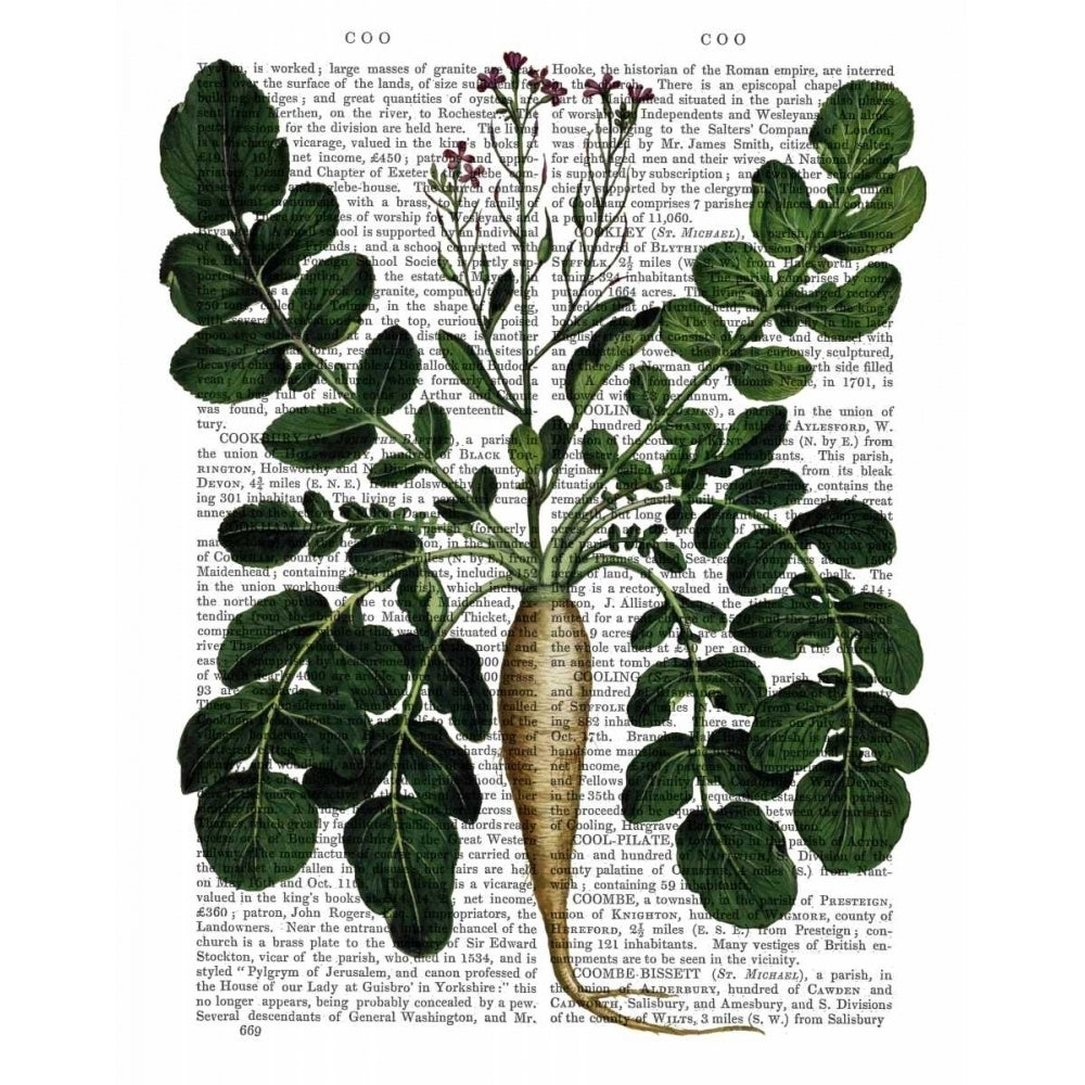 Parsnip 3 Poster Print - Funky Fab-VARPDX190555D Image 1