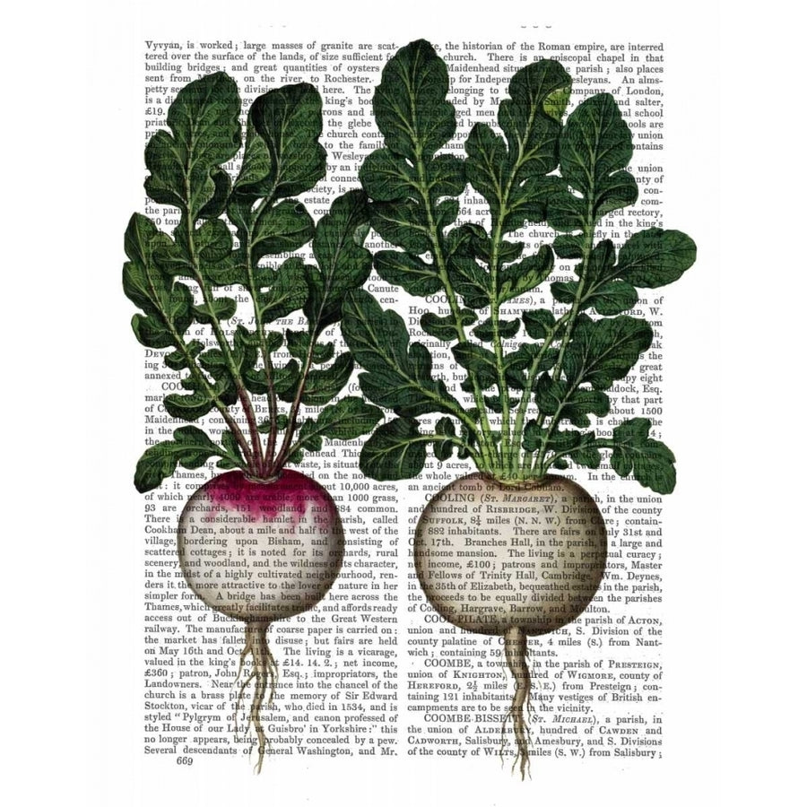 Radishes Print Poster Print - Funky Fab-VARPDX190557D Image 1