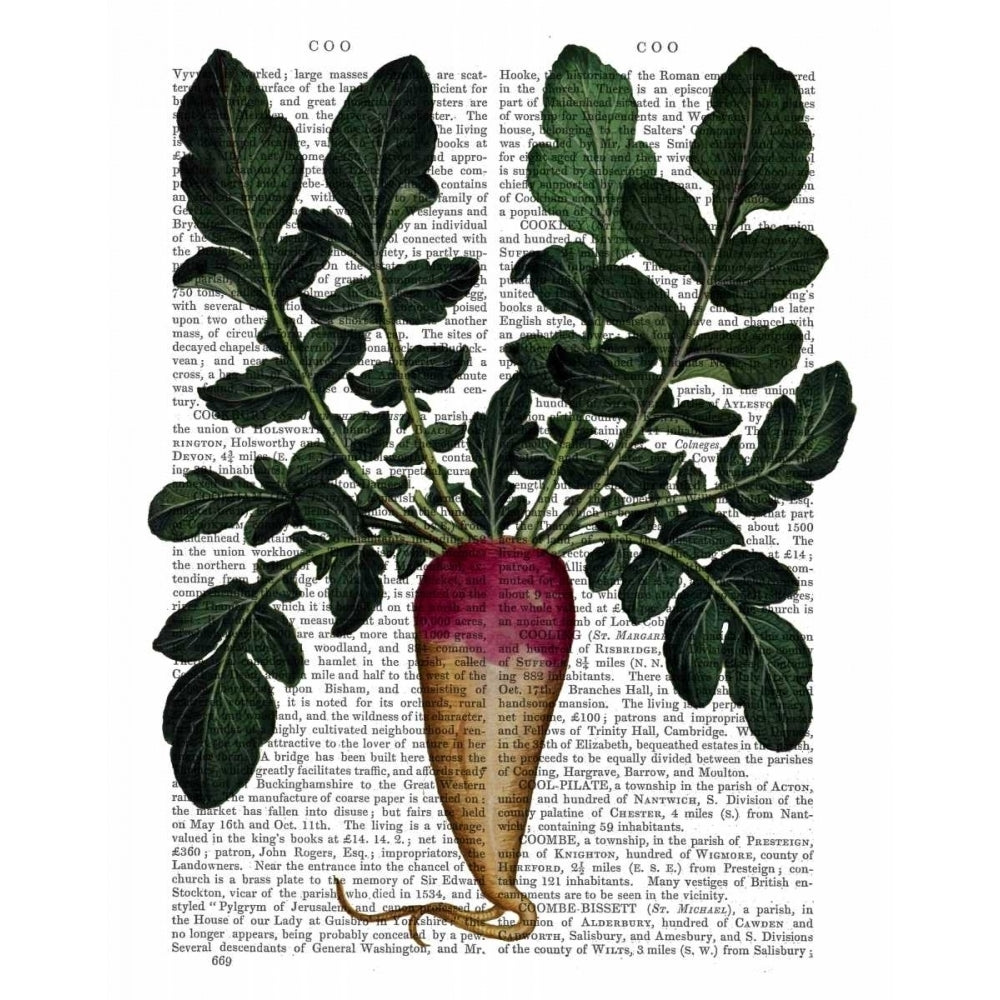 Turnip Poster Print - Funky Fab-VARPDX190558D Image 1