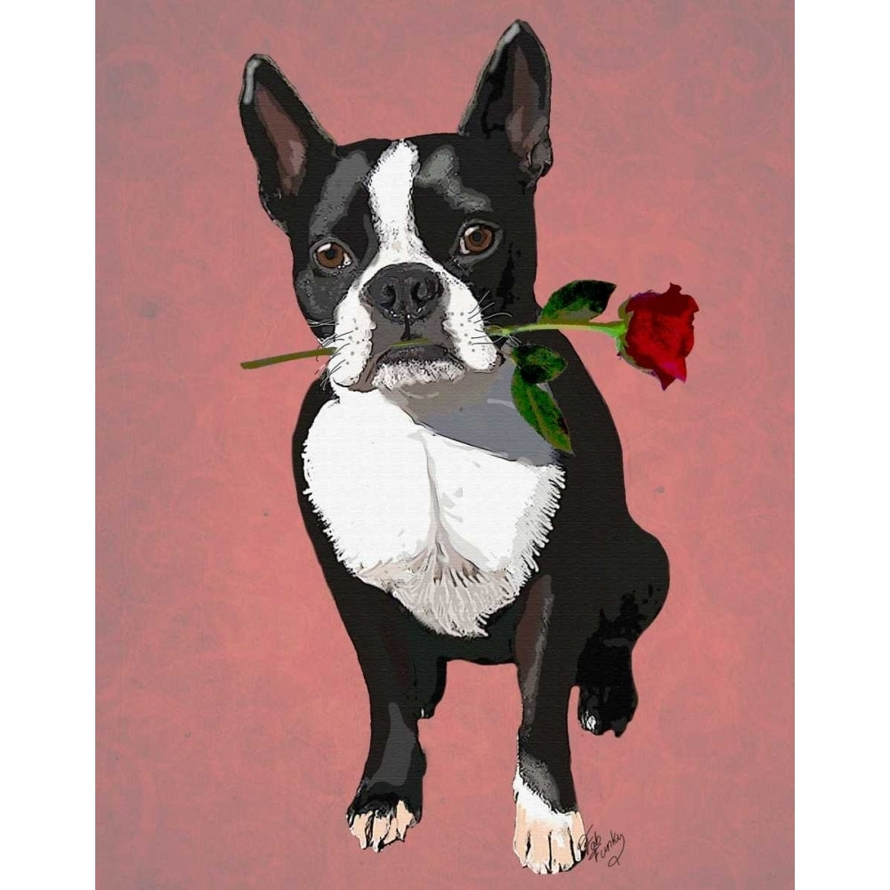 Boston Terrier with Rose in Mouth Poster Print - Funky Fab-VARPDX190712D Image 1