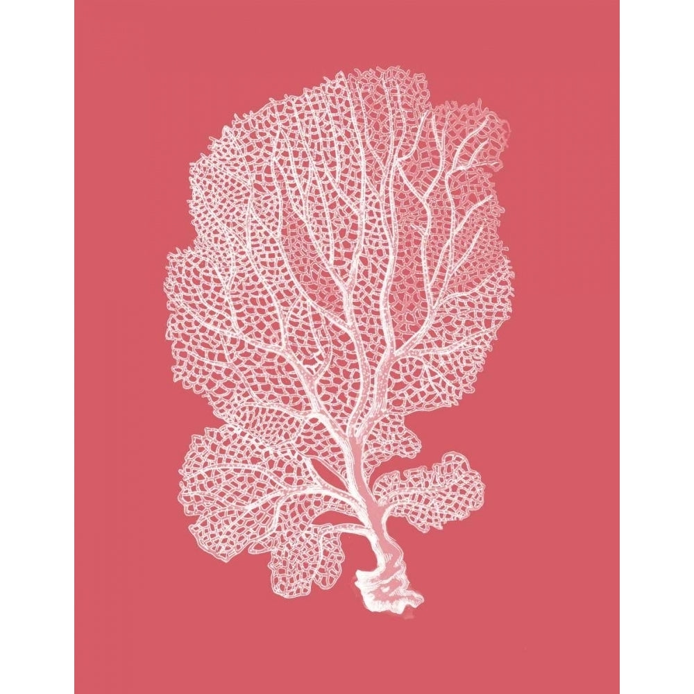 Corals White on Coral c Poster Print - Funky Fab-VARPDX191028D Image 1