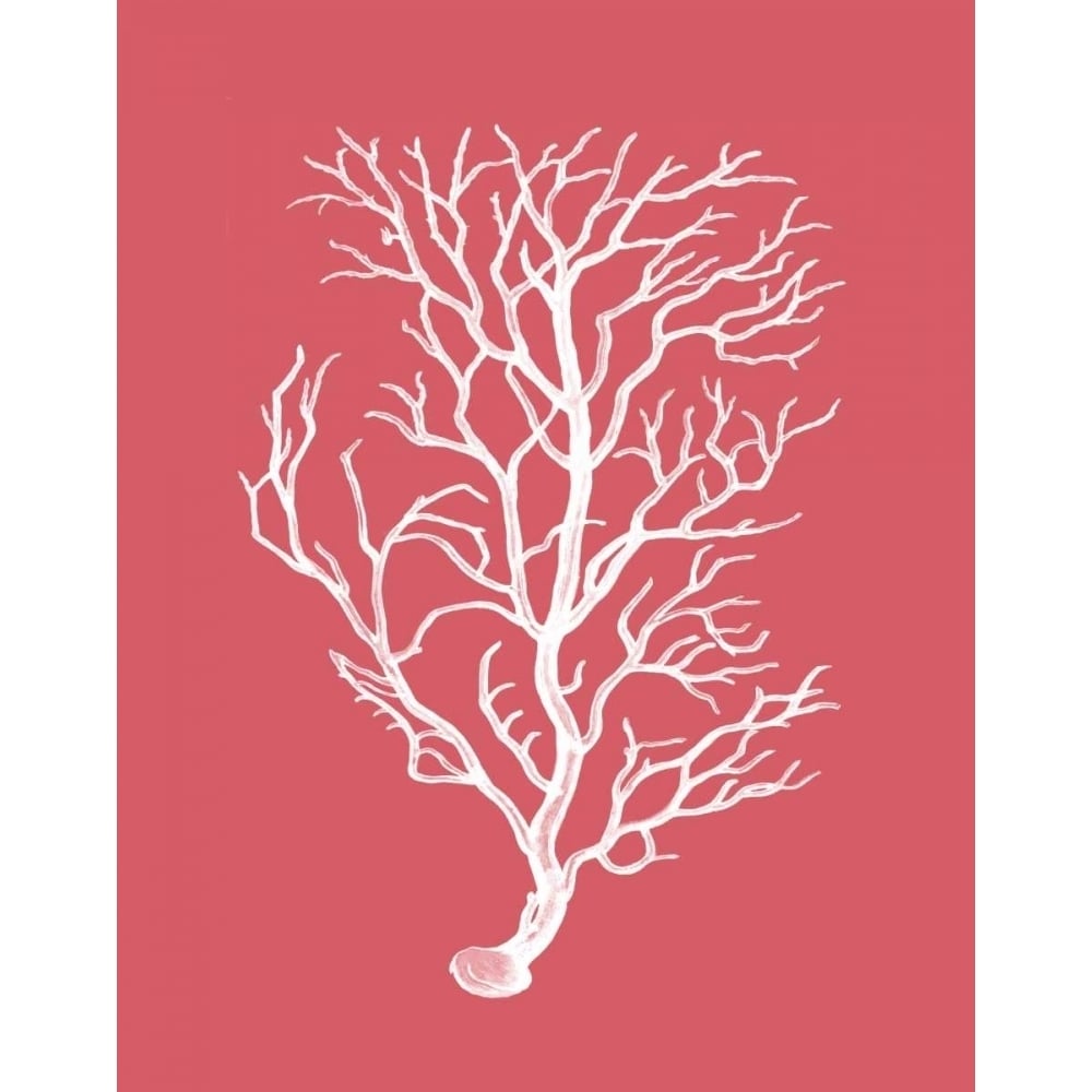 Corals White on Coral b Poster Print - Funky Fab-VARPDX191027D Image 1