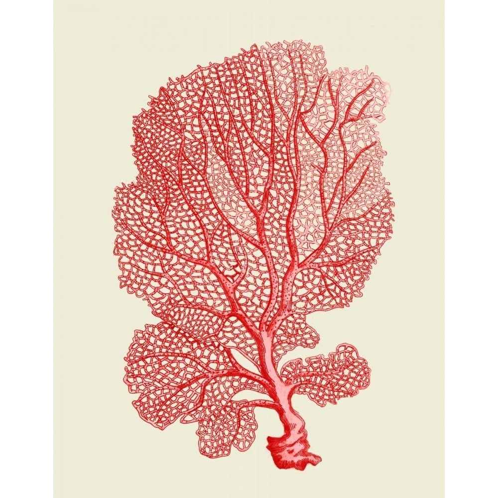 Red Corals 1 b Poster Print - Funky Fab-VARPDX191039D Image 1