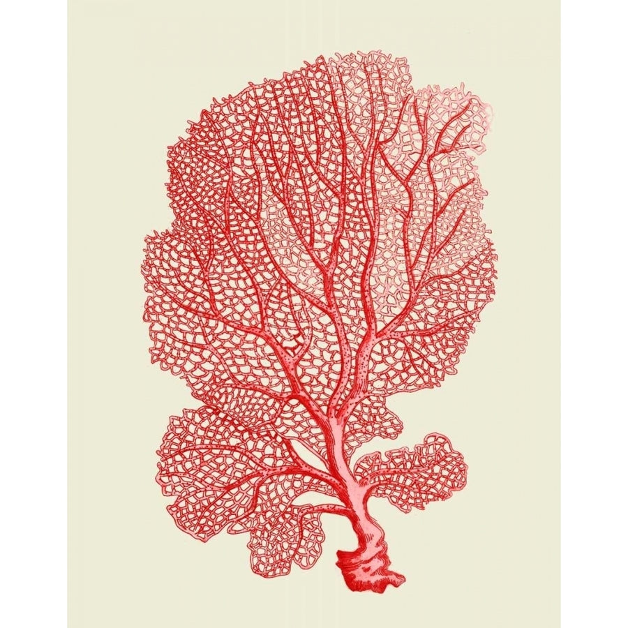 Red Corals 1 b Poster Print - Funky Fab-VARPDX191039D Image 1