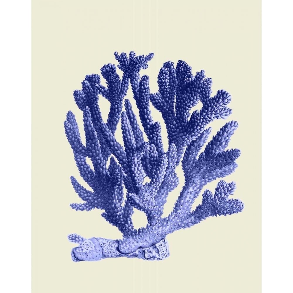 Blue Corals a Poster Print - Funky Fab-VARPDX191034D Image 1