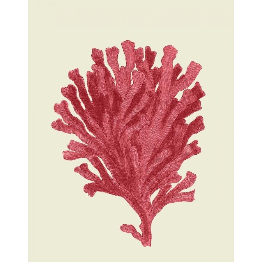 Corals Coral On Cream d Poster Print - Funky Fab-VARPDX191033D Image 1