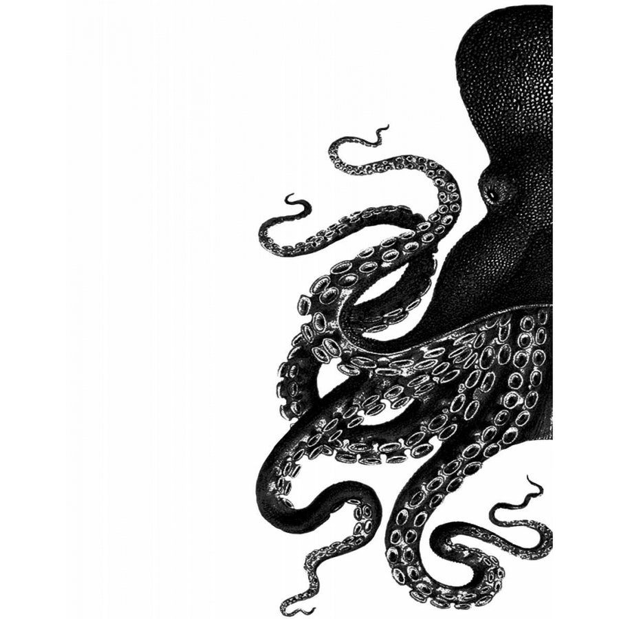 Octopus Black and White a Poster Print - Funky Fab-VARPDX191083D Image 1