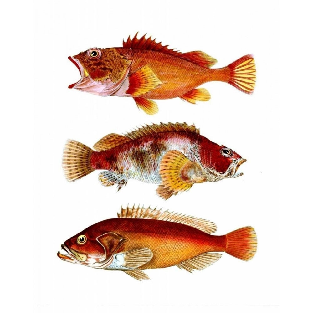 Orange Fish Trio Poster Print - Funky Fab-VARPDX191115D Image 1