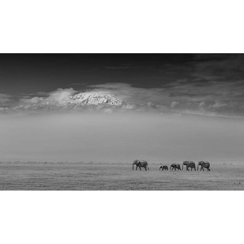 Elephant Family Under Mount Kilimanjaro Poster Print - Yun Wang-VARPDX1911031 Image 1