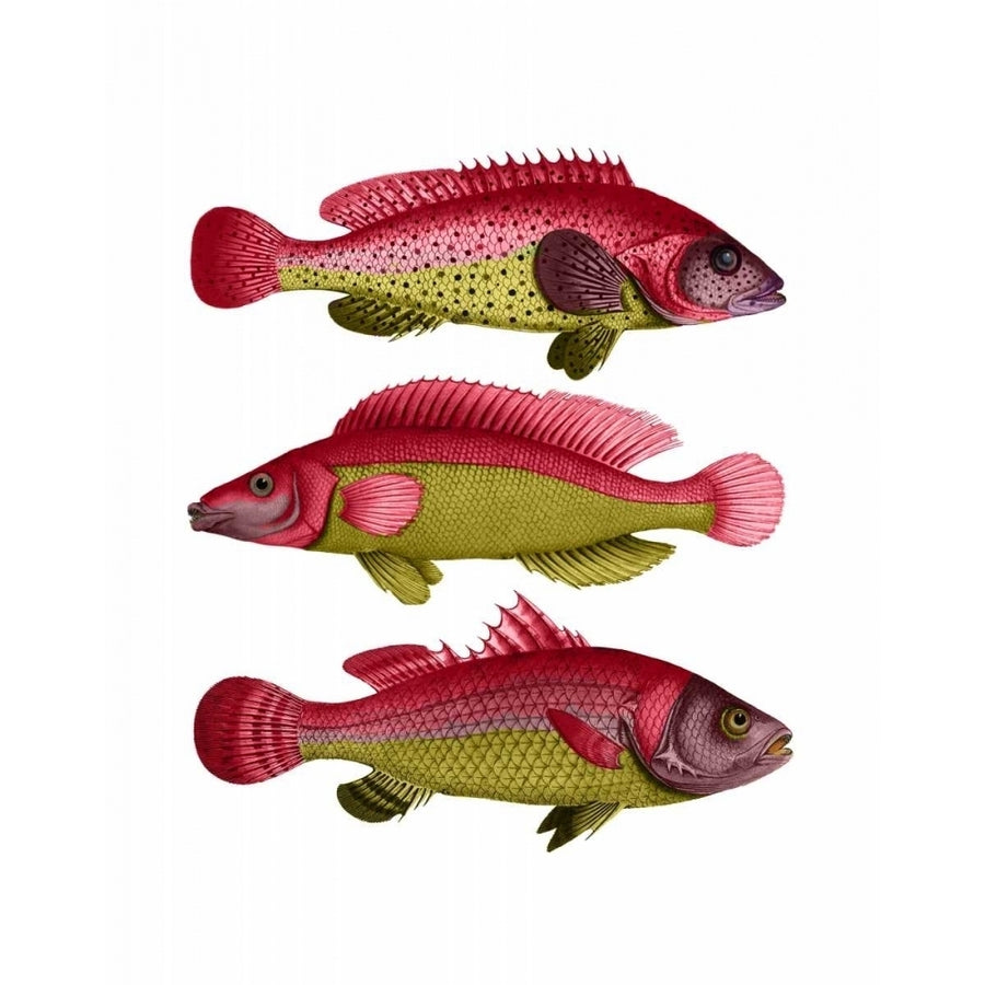 Red and Yellow Fantasy Fish Trio Poster Print - Funky Fab-VARPDX191116D Image 1