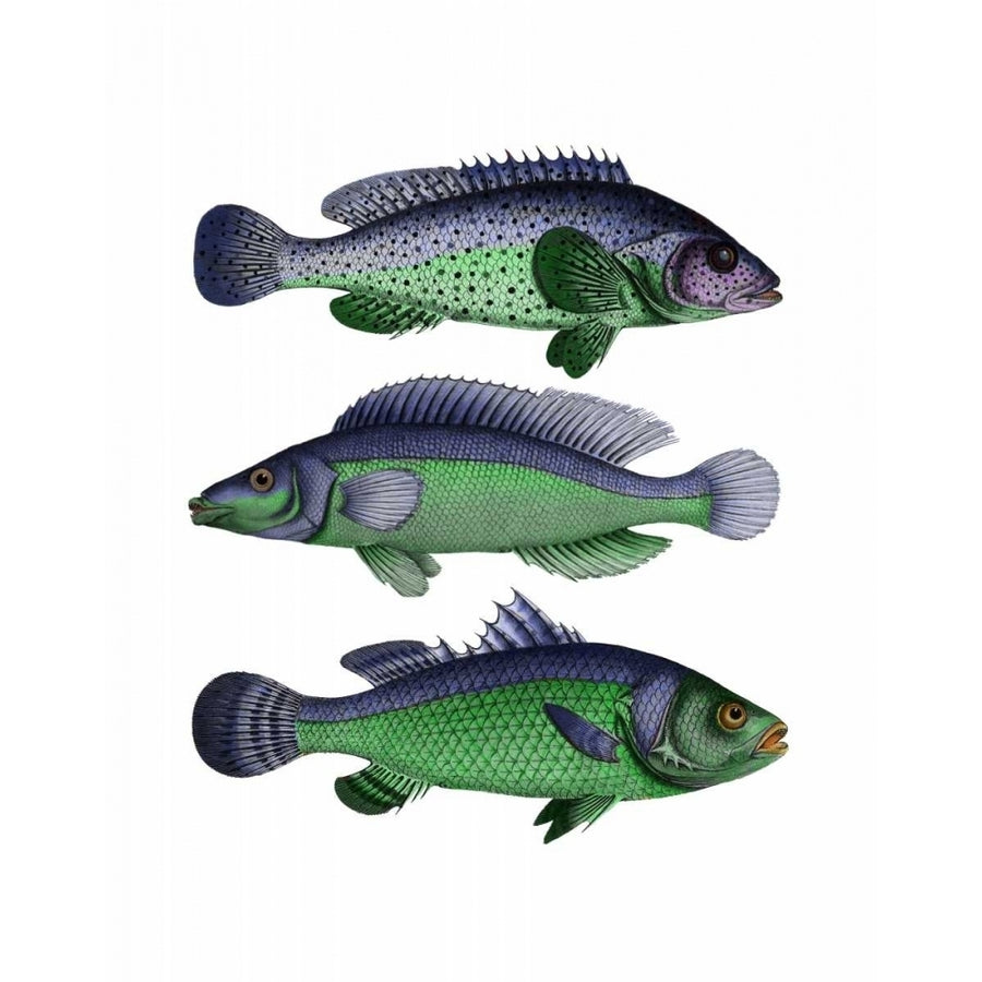 Blue and Green Fish Trio Poster Print - Funky Fab-VARPDX191118D Image 1