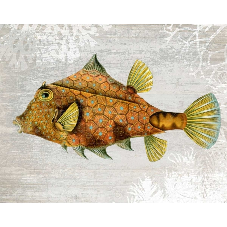 Gold Turret Fish Poster Print - Funky Fab-VARPDX191120D Image 1