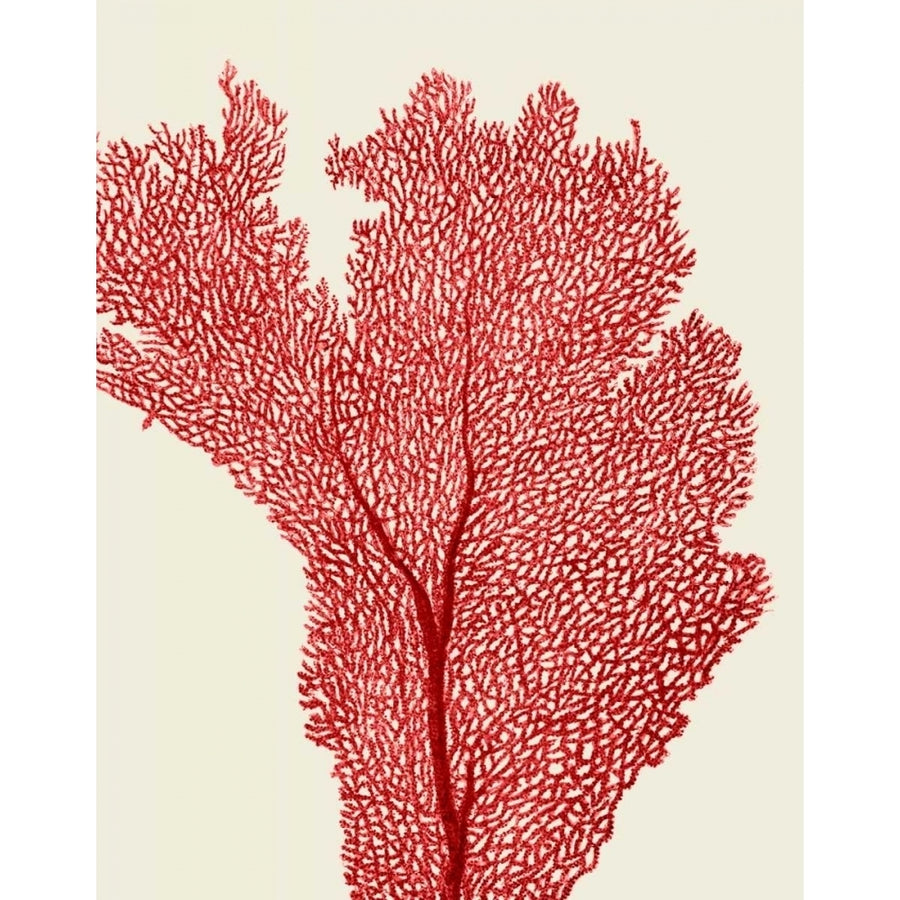 Red Corals 2 e Poster Print - Funky Fab-VARPDX191153D Image 1