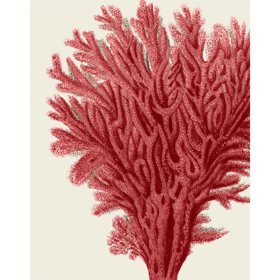 Red Corals 2 a Poster Print - Funky Fab-VARPDX191149D Image 1