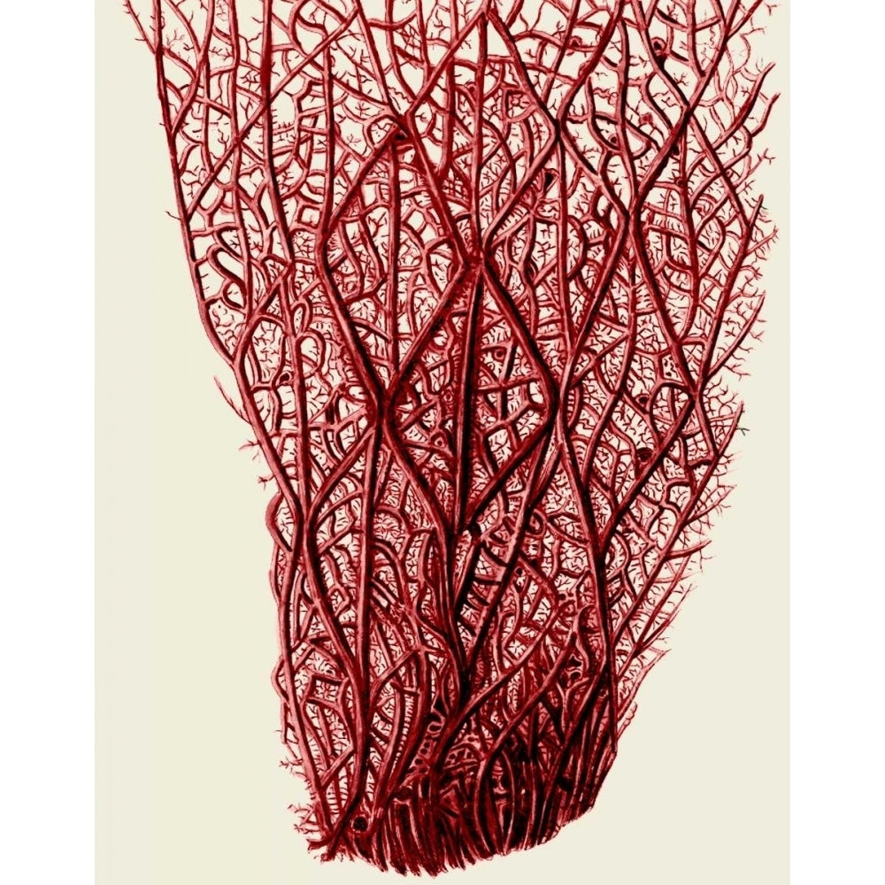 Red Corals 2 f Poster Print - Funky Fab-VARPDX191154D Image 1