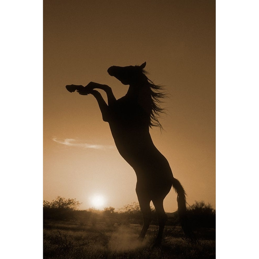 Rearing Horse Silhouette Poster Print by Robert Dawson-VARPDX1912 Image 1