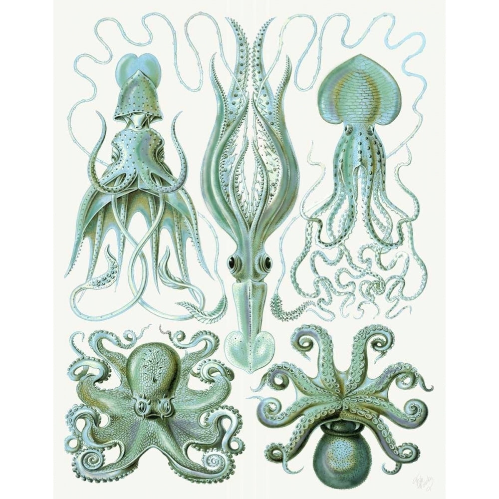 Turquoise Octopus and Squid b Poster Print - Funky Fab-VARPDX191241D Image 1