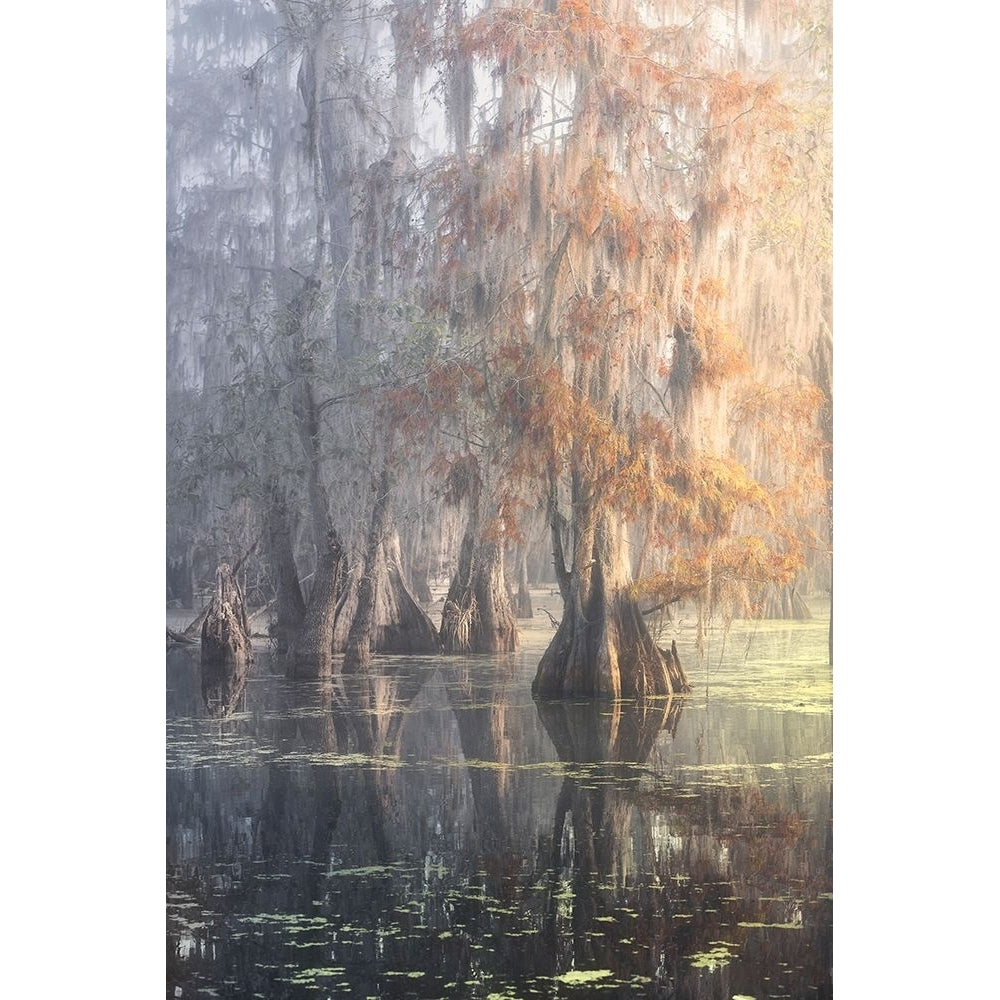 Louisiana Swamp Poster Print - Roberto Marchegiani-VARPDX1917245 Image 1